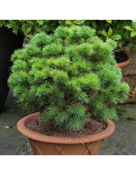 Sea Urchin Pinus strobus Sosna wejmutka