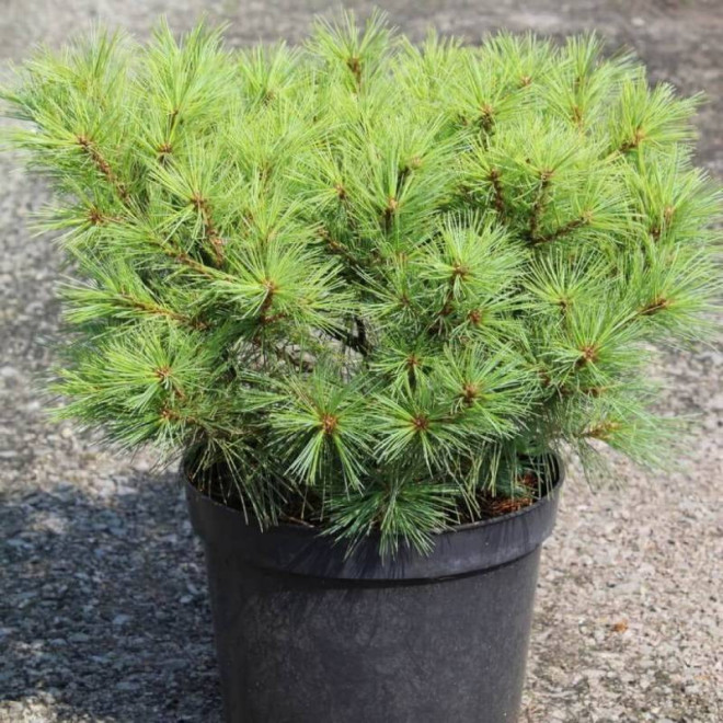 Radiata Pinus strobus Sosna wejmutka