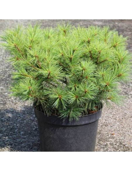 Radiata Pinus strobus Sosna wejmutka