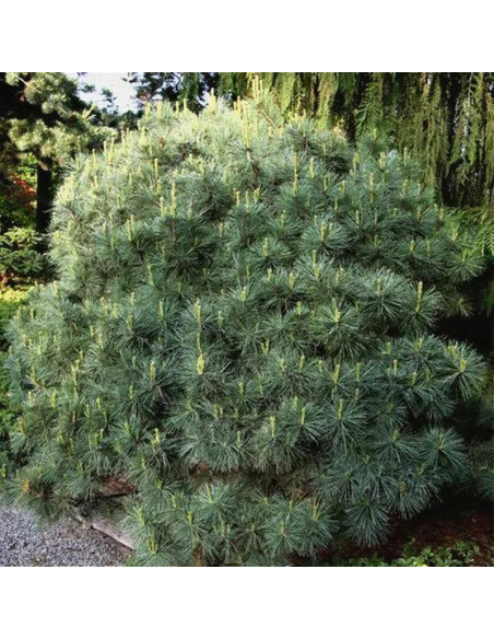 Sosna wejmutka Radiata Pinus strobus