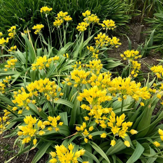 Allium moly Czosnek południowy