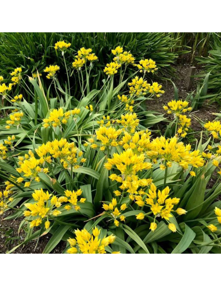 Allium moly Czosnek południowy