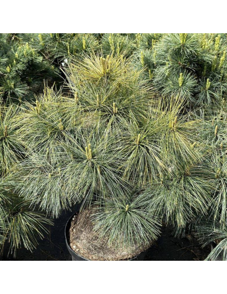 Sosna wejmutka Pinus strobus Radiata