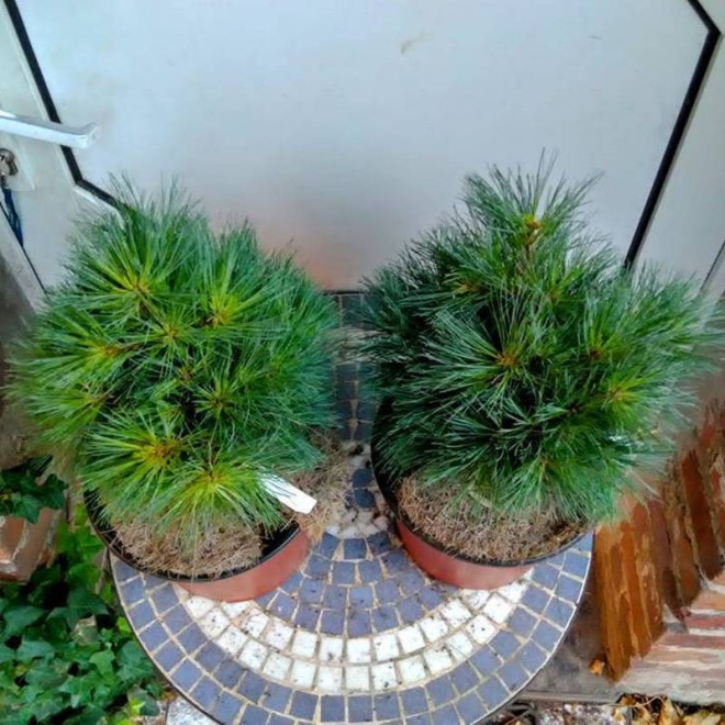 Greg Pinus strobus Sosna wejmutka