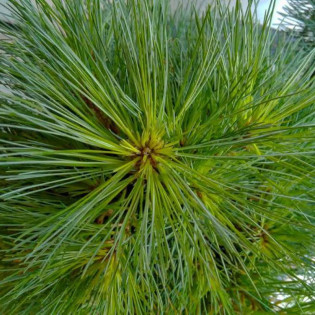 Greg Pinus strobus Sosna wejmutka 2