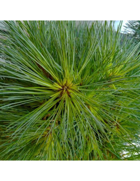 Sosna wejmutka Greg Pinus strobus