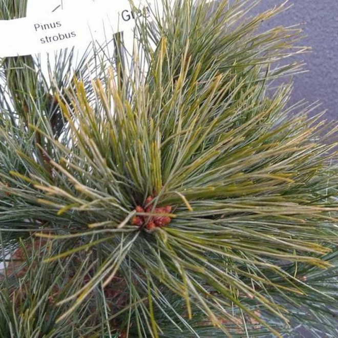 Sosna wejmutka Pinus strobus Greg