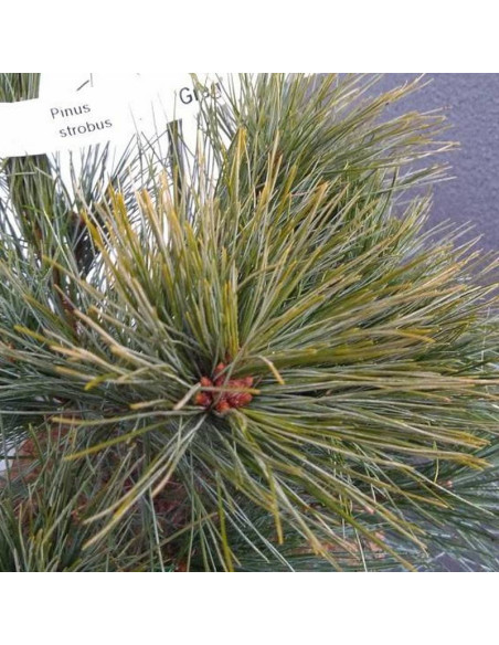 Sosna wejmutka Pinus strobus Greg