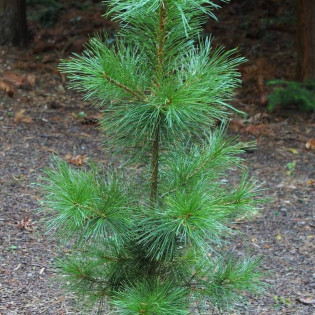 Sosna syberyjska Pinus sibirica