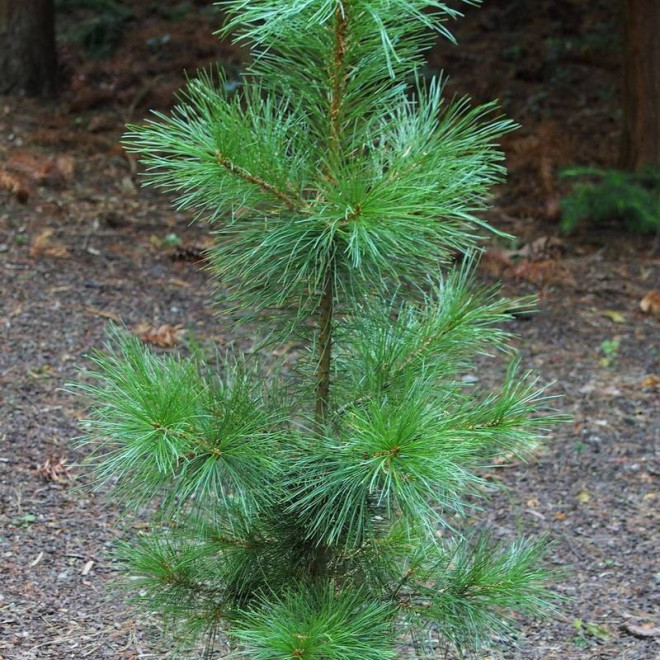 Sosna syberyjska Pinus sibirica