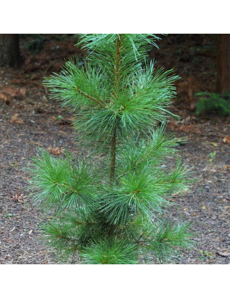 Sosna syberyjska Pinus sibirica