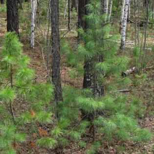 Sosna syberyjska Pinus sibirica 2