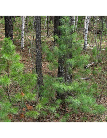 Pinus sibirica Sosna syberyjska