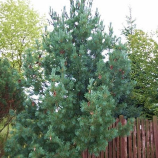 Glauca Compacta Pinus peuce Sosna rumelijska