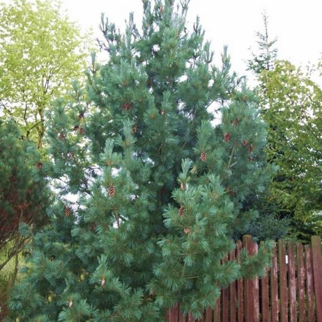 Glauca Compacta Pinus peuce Sosna rumelijska