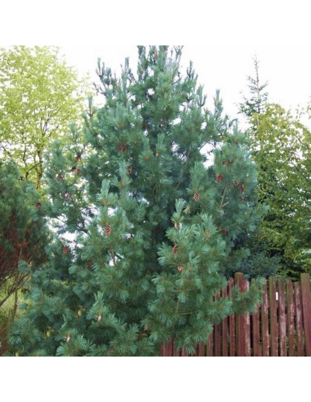 Glauca Compacta Pinus peuce Sosna rumelijska