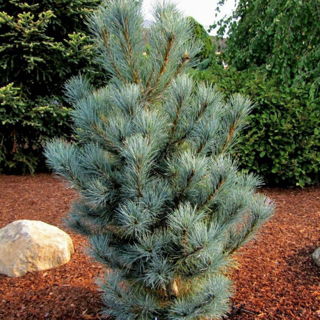 Sosna rumelijska Glauca Compacta Pinus peuce