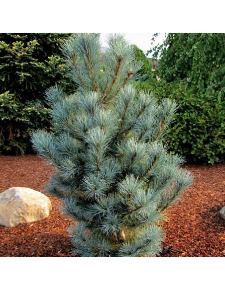 Sosna rumelijska Glauca Compacta Pinus peuce