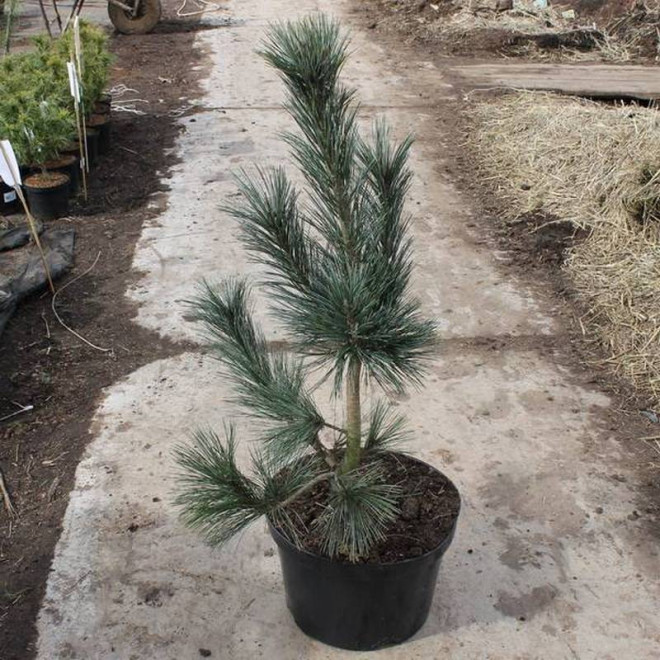 Sosna rumelijska Pinus peuce Glauca Compacta