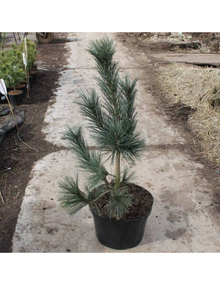 Sosna rumelijska Pinus peuce Glauca Compacta