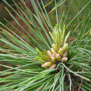 Pinus peuce Sosna rumelijska