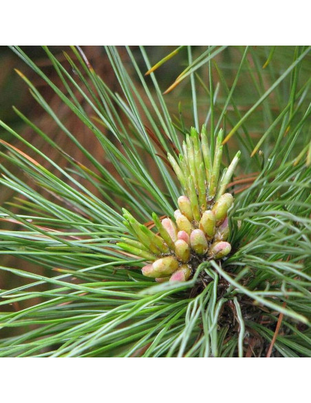 Pinus peuce Sosna rumelijska