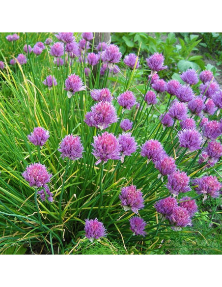 Czosnek szczypiorek Allium schoenoprasum