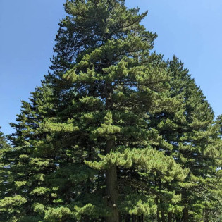 Pinus peuce Sosna rumelijska 2