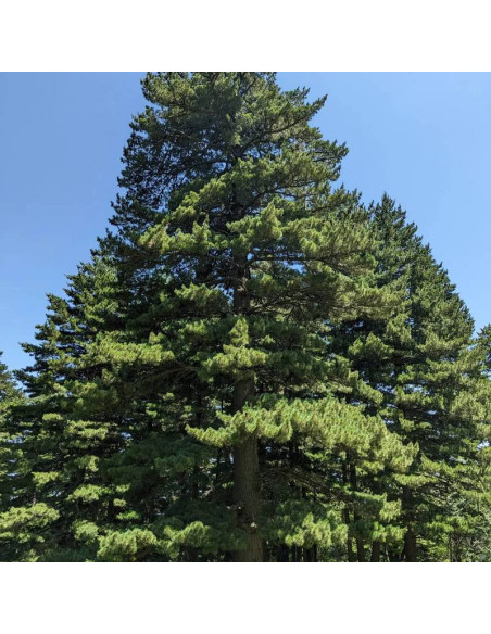 Sosna rumelijska Pinus peuce