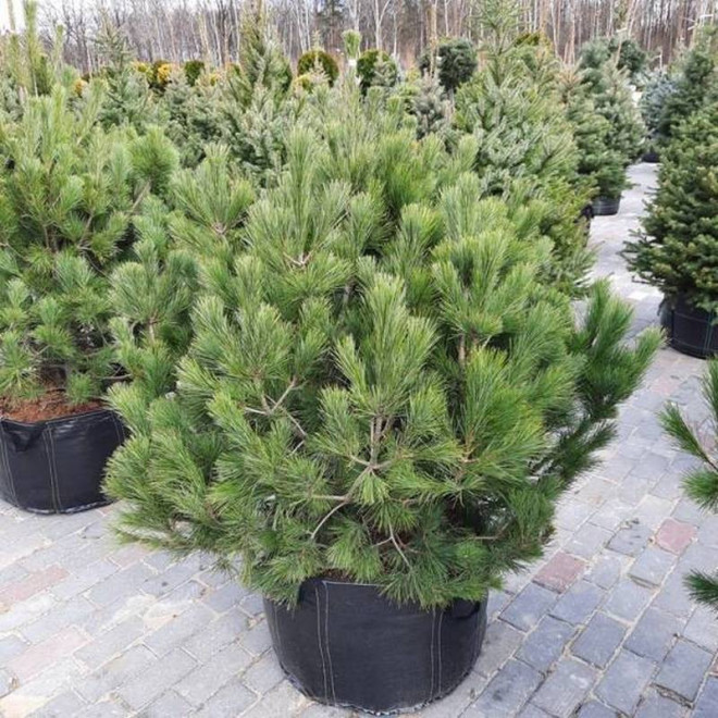 Sosna Pinus peuce rumelijska