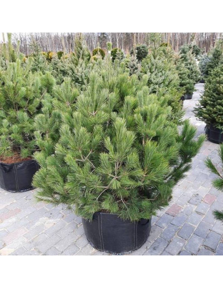 Sosna Pinus peuce rumelijska