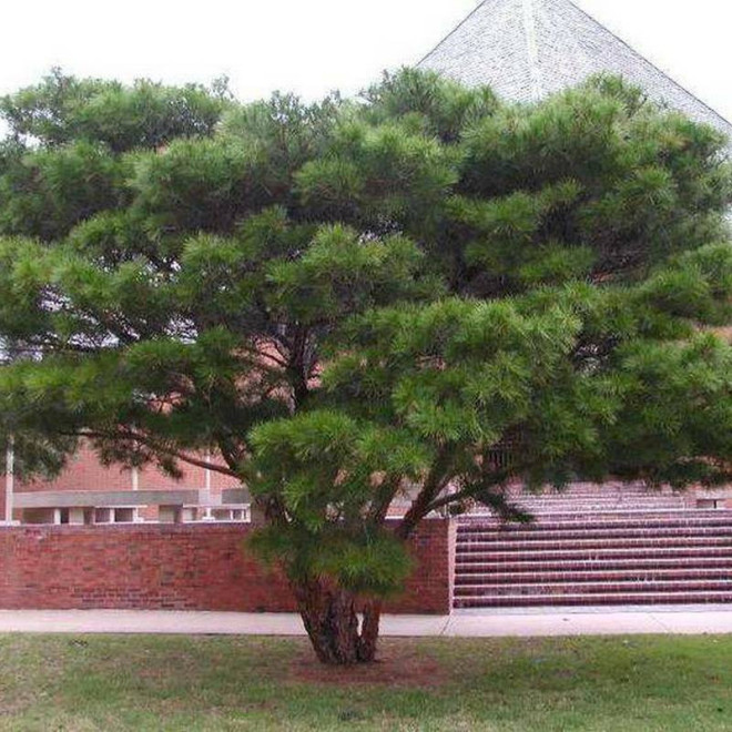 Sosna gęstokwiatowa Umbraculifera Pinus densiflora