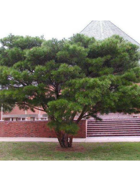 Sosna gęstokwiatowa Umbraculifera Pinus densiflora