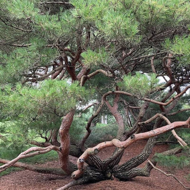 Umbraculifera Pinus densiflora Sosna gęstokwiatowa