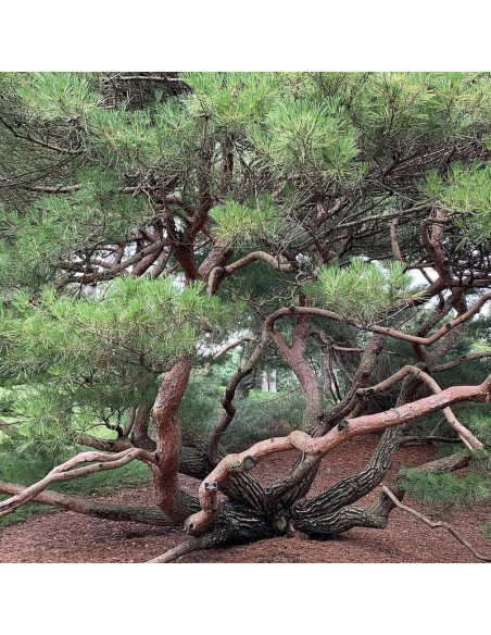 Umbraculifera Pinus densiflora Sosna gęstokwiatowa