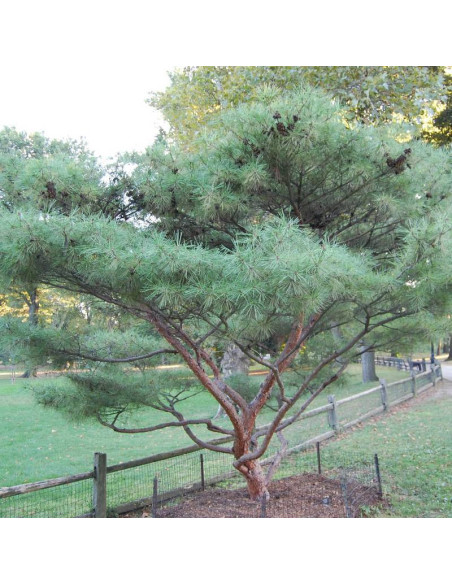 Sosna gęstokwiatowa Pinus densiflora Umbraculifera