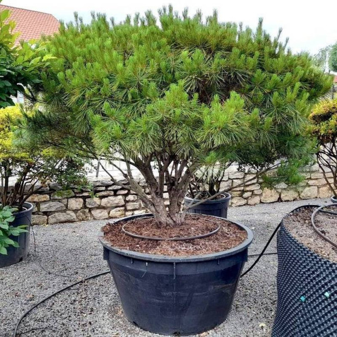 Sosna gęstokwiatowa Tamoyosho Compacta Pinus densiflora