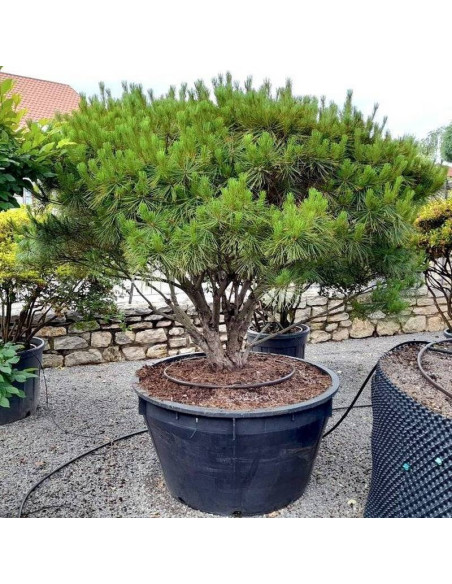 Sosna gęstokwiatowa Tamoyosho Compacta Pinus densiflora