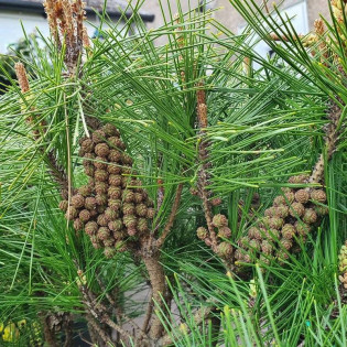Sosna gęstokwiatowa Tamoyosho Compacta Pinus densiflora 2