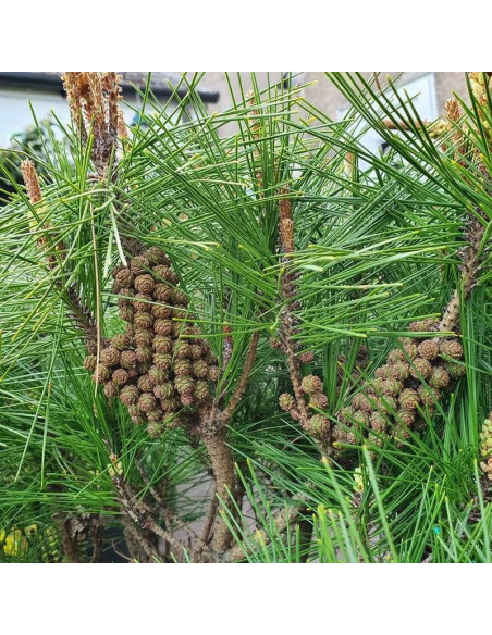 Tamoyosho Compacta Pinus densiflora Sosna gęstokwiatowa