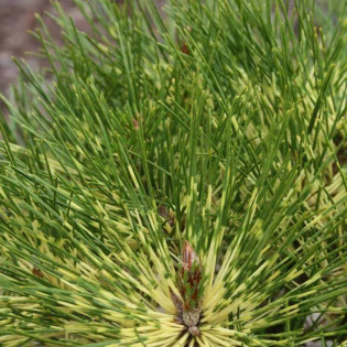 Sosna gęstokwiatowa Rainbow Pinus densiflora