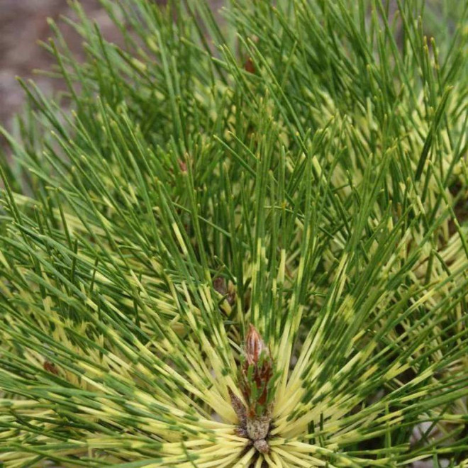 Sosna gęstokwiatowa Rainbow Pinus densiflora