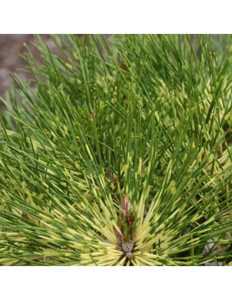 Sosna gęstokwiatowa Rainbow Pinus densiflora