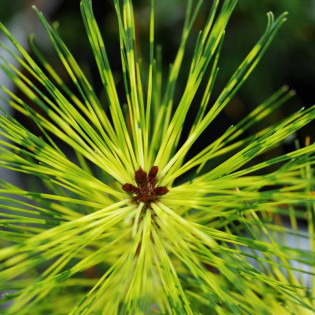 Sosna gęstokwiatowa Rainbow Pinus densiflora 2