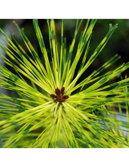 Rainbow Pinus densiflora Sosna gęstokwiatowa