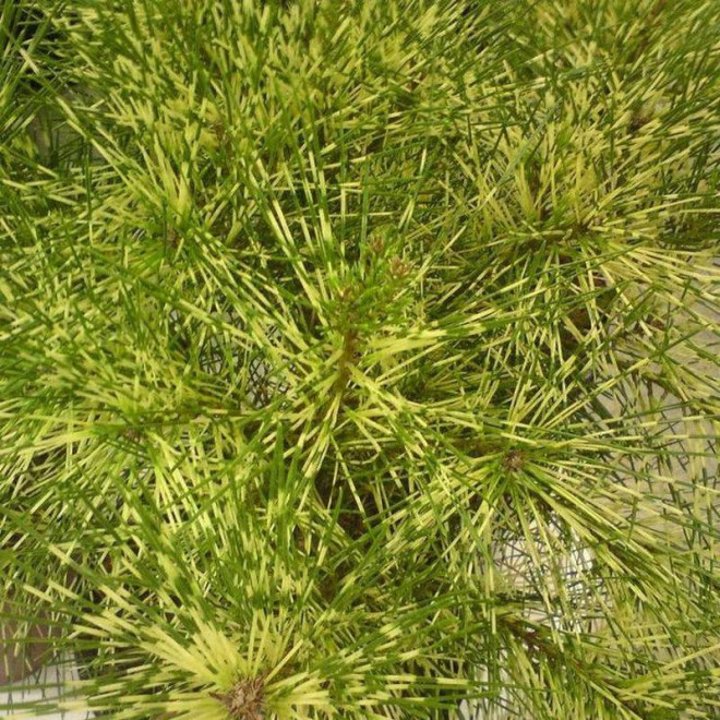 Sosna gęstokwiatowa Pinus densiflora Rainbow