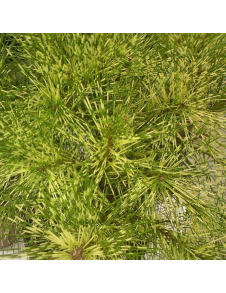 Sosna gęstokwiatowa Pinus densiflora Rainbow