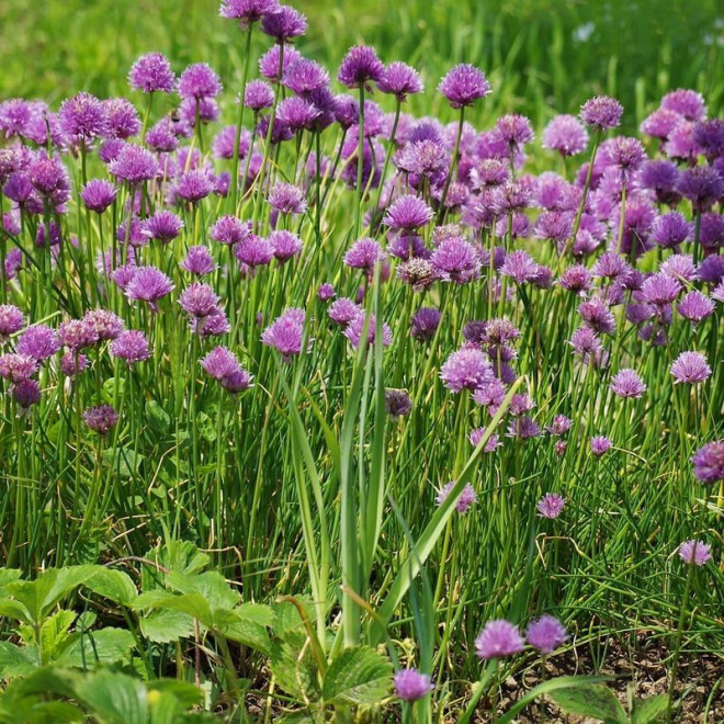 Allium schoenoprasum Czosnek szczypiorek