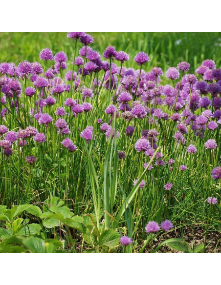 Allium schoenoprasum Czosnek szczypiorek
