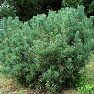 Sosna gęstokwiatowa Pumila Pinus densiflora